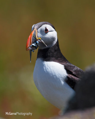 Puffin Poser