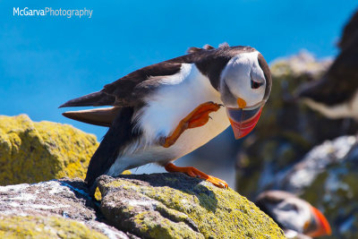 Itchy Puffin