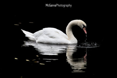 Graceful Swan 1