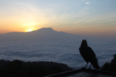 L'oiseau et le Kilimanjaro