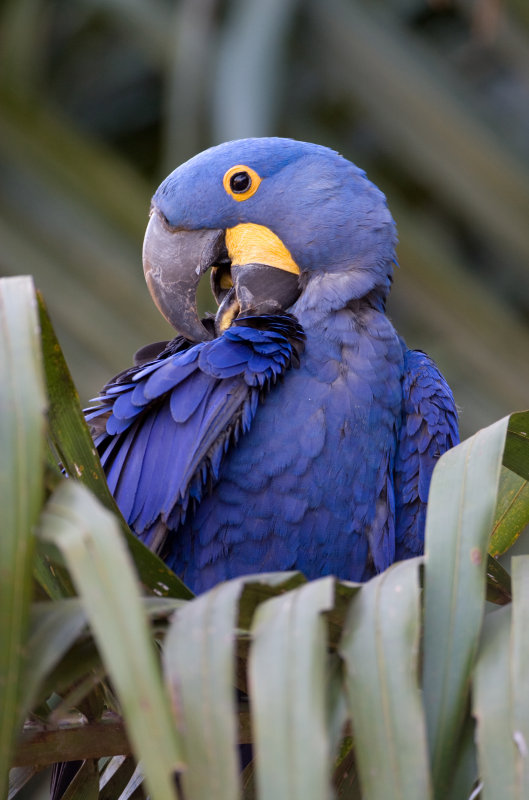 Hyacinth macaw