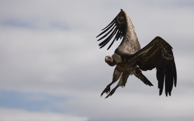 Ruppels vulture