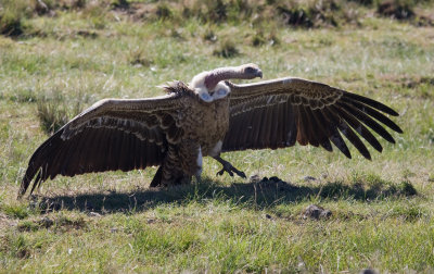 Ruppels vulture