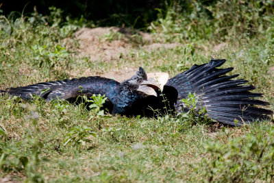 Silvery-cheeked hornbill