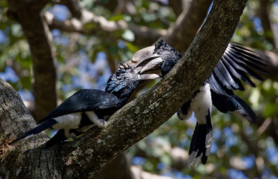 Silvery-cheeked hornbill