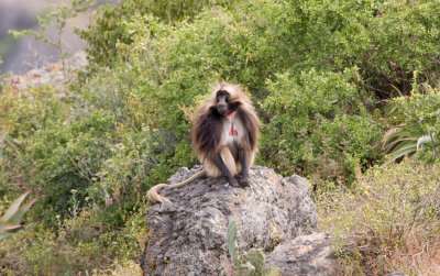 Gelada baboon