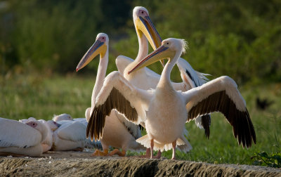 Great white pelican