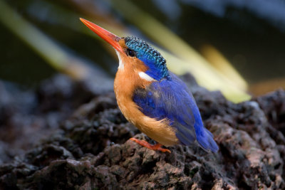 Malachite kingfisher