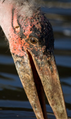 Marabou stork