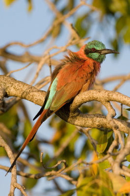 Northern carmine bee-eater