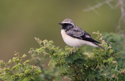 Pied wheatear