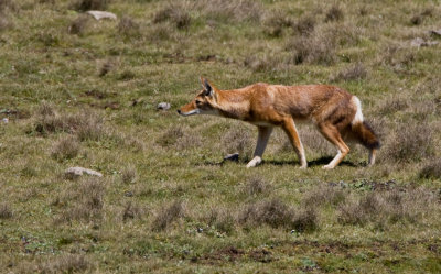 Ethiopian wolf