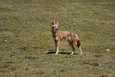 Ethiopian wolf