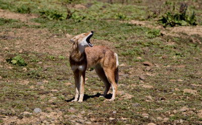 Ethiopian wolf