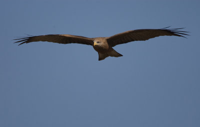 Yellow-billed kite