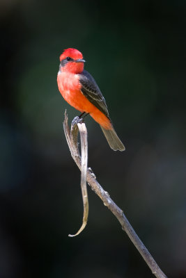 Vermilion flycatcher