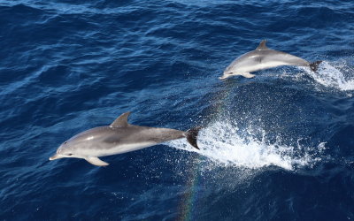 Atlantic spotted dolphins