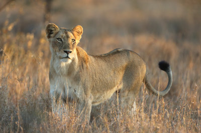 Lioness in morning light, Kruger