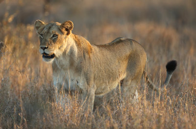 Lioness in morning light, Kruger