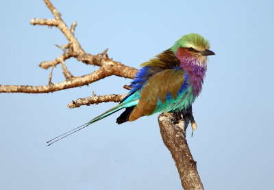 Lillac-breasted roller