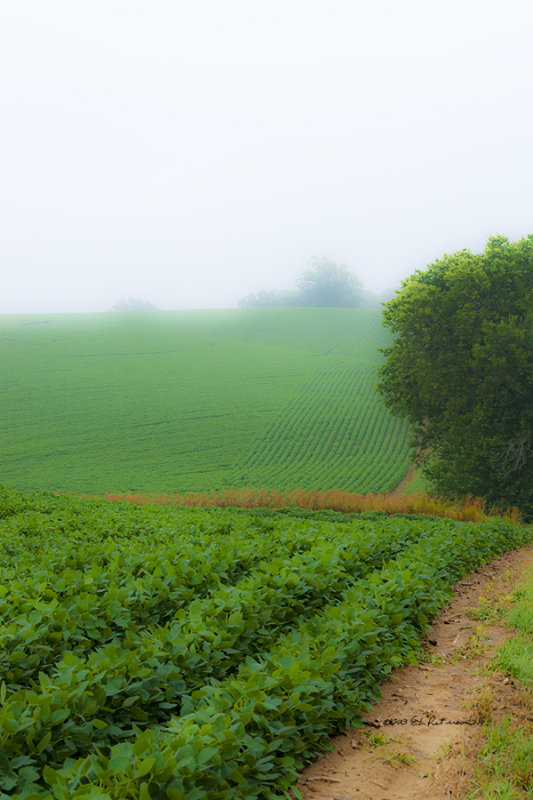 A typical country scene on a foggy Midwest day. 
An image may be purchased at http://edward-peterson.artistwebsites.com/featured/foggy-bean-field-edward-peterson.html