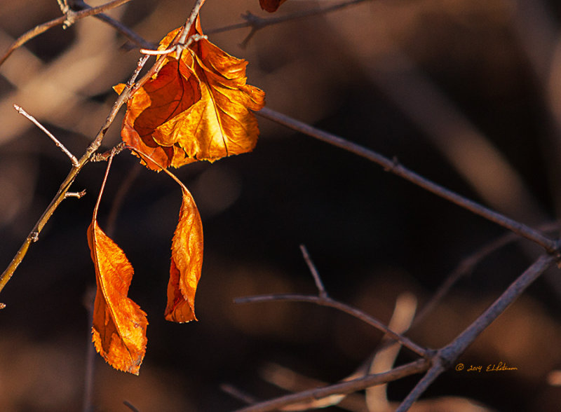Christmas day, later in the afternoon and the sun is beginning to get low in the sky. I found a leaf with some color still left in it and the sun was just hitting in full force. It is officially winter but the temperature, sun and leaf color makes you think it is fall.
An image may be purchased at http://edward-peterson.artistwebsites.com/featured/winter-leaf-edward-peterson.html