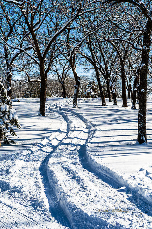 Just a nice little park in Omaha, Walnut Grove Park, and the plows had done their job and cleared the road around the park. However, there is no road under these tracks and it isn't a wrong path from a snow plow. My guess is it leads to Grandma's house.
An image may be purchased at http://edward-peterson.artistwebsites.com/featured/through-the-woods-edward-peterson.html