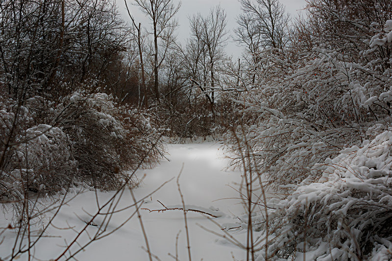 More snow over night just keeps adding to the beauty of a local wetland. Take a walk along here and you'll hear the crunch of snow under your feet, birds flying and squirrels running about. There is a lot to see if you are lucky so dress warm and stay awhile.
An image may be purchased at http://edward-peterson.artistwebsites.com/featured/winter-waterway-edward-peterson.html