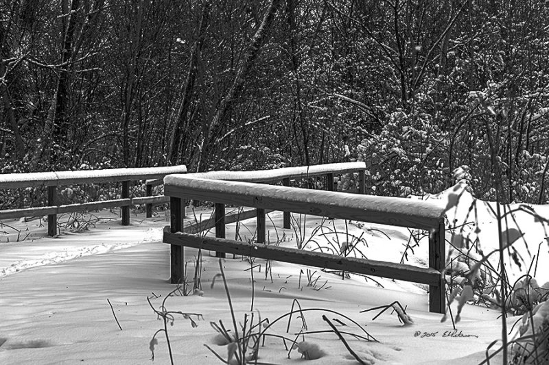 A winter snow storm can cause many hardships when they come, but if one is safe and warm, they are a great thing to watch as the flakes come down and build up the many layers of white. After the storm is over and you can get out, there is a whole different beauty to examine and explore. One of the best places to explore is a thick woods. The dark and light stand out, the changes in landscape due to what is covered and not, and of course, it is always fun to see how high the snow piles up on the limbs and branches.
An image may be purchased at http://edward-peterson.artistwebsites.com/featured/after-the-snow-storm-edward-peterson.html