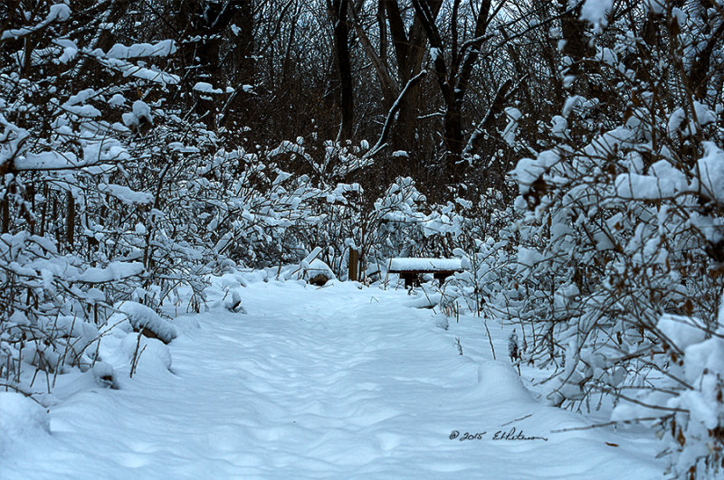 The snow has fallen and the air is still. From tracks in the snow you are not the first one here but with the quiet you are not sure if you are alone in this winter wonderland. The only way to find out is to take the path and see who and what you might meet.
An image may be purchased at http://edward-peterson.artistwebsites.com/featured/1-winter-path-edward-peterson.html