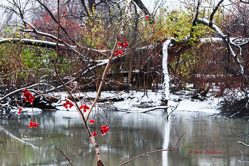 After the snow fall it warmed up to above freezing and the snow was melting and dripping from the red berries.

An image may be purchased at http://fineartamerica.com/featured/berry-ice-edward-peterson.html?newartwork=true