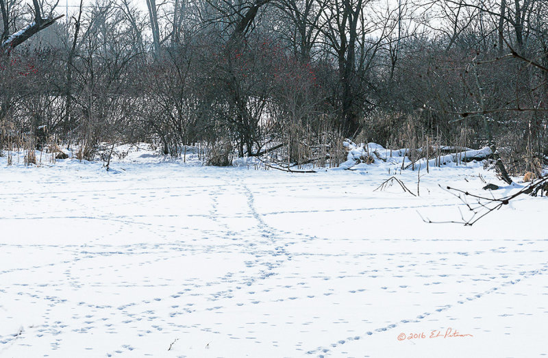 Take a walk in the winter time and a whole different world stands out. Here we have the highways and byways of nature. While I didn't see the animal world you can tell it is close by. Maybe next time I will see some animals.

An image may be purchased at http://edward-peterson.pixels.com/featured/highways-and-byways-edward-peterson.html