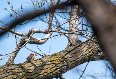 Not very often you will see two Red-bellied woodpeckers together. Must be spring time finally.
An image may be purchased at http://edward-peterson.artistwebsites.com/featured/a-pair-of-red-bellied-woodpeckers-edward-peterson.html