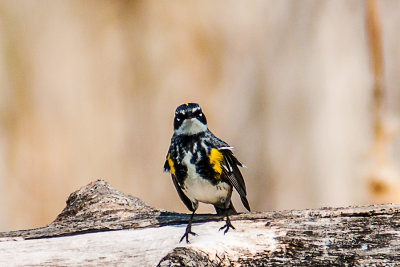 A headon shot of this little fella turns him into some kind of attack bird.
An image may be purchased at http://edward-peterson.artistwebsites.com/featured/myrtle-warbler-edward-peterson.html