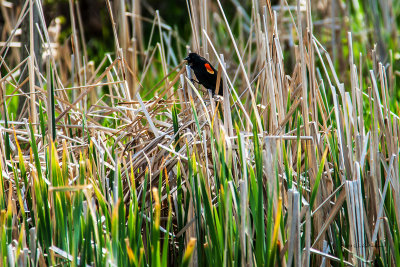 If you are out in the wetlands you can be sure to see a Red-winged black bird after you hear their song.
An image may be purchased at http://edward-peterson.artistwebsites.com/featured/red-winged-black-bird-in-the-cattails-edward-peterson.html