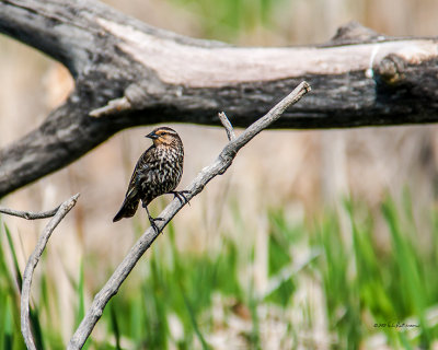 Female Red-winged Blackbird keeping an eye on her nest.
An image may be purchased at http://edward-peterson.artistwebsites.com/featured/female-red-winged-blackbird-edward-peterson.html