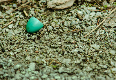 A broken Robin egg is a sure sign that spring is progressing.
An image may be purchased at http://edward-peterson.artistwebsites.com/featured/baby-robin-edward-peterson.html