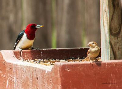 A woodpecker will eat more than just insects. This one made many trips to the feeder.
An image may be purchased at http://edward-peterson.artistwebsites.com/featured/red-headed-woodpecker-feeding-edward-peterson.html