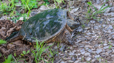 I found this lady digging her nest and preparing to lay the next generation. It is always so amazing to find nature working.
An image may be purchased at http://edward-peterson.artistwebsites.com/featured/snapper-eggs-edward-peterson.html