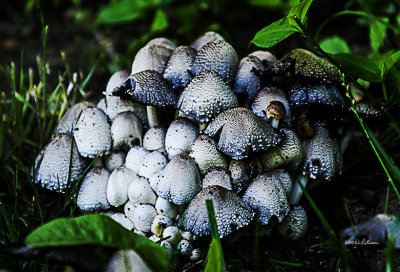 Found a big patch of mushroom setting in the shade of the forest floor. 
An image may be purchased at http://edward-peterson.artistwebsites.com/featured/forest-blooms-edward-peterson.html