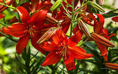 Big red flowers catching the sun with many more waiting their turn to bloom and catch the sun.
An image may be purchased at http://edward-peterson.artistwebsites.com/featured/more-to-come-edward-peterson.html