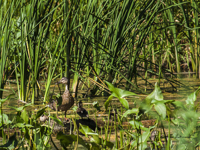 You have to look hard to three little ones in the water near mommy.
An image may be purchased at http://edward-peterson.artistwebsites.com/featured/blue-winged-teal-family-edward-peterson.html