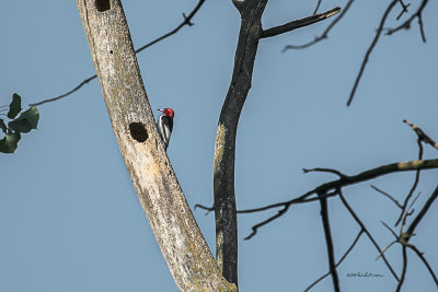 Knowing where the nest is helps in capturing a shot of the Red-headed Woodpecker.
An image may be purchased at http://edward-peterson.artistwebsites.com/featured/keeping-watch-edward-peterson.html