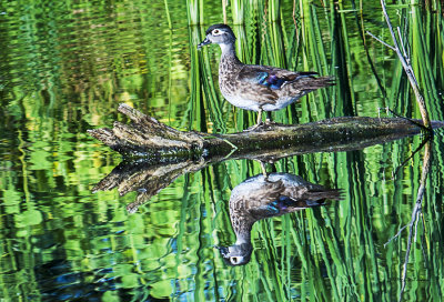 Wood Ducks very seldom stay put when someone appears but this young one held still and let me get a photo with a nice reflection.
An image may be purchased at http://edward-peterson.artistwebsites.com/featured/wood-duck-reflection-edward-peterson.html