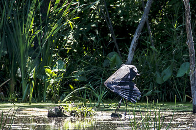 Great Blue Heron scratching reveals a large wing span. He spent most of his time with his back to me but shot materialized.
An image may be purchased at http://edward-peterson.artistwebsites.com/featured/great-blue-heron-itch-edward-peterson.html