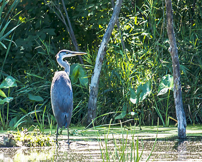 This guy spent most of the time with his back to me while I stood on the boardwalk, in the middle of the pond under the very hot noon day sun.
An image may be purchased at http://edward-peterson.artistwebsites.com/featured/1-great-blue-heron-waiting-edward-peterson.html