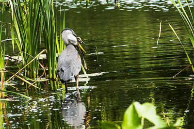 It appears that we will be missing one bull frog. The Great Blue Heron appeared to have a hard time getting this meal down.
An image may be purchased at http://edward-peterson.artistwebsites.com/featured/a-missing-frog-edward-peterson.html