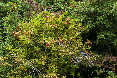 You can hear a Kingfisher usually before you can find it. This one was out hunting for something to eat and sped by me a few times before he landed on the far side.
An image may be purchased at http://edward-peterson.artistwebsites.com/featured/a-waiting-kingfisher-edward-peterson.html