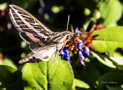 Summer is going and fall is coming and this guy was very busy with the last of the summer flowers.
An image may be purchased at http://edward-peterson.artistwebsites.com/featured/hummingbird-moth-edward-peterson.html