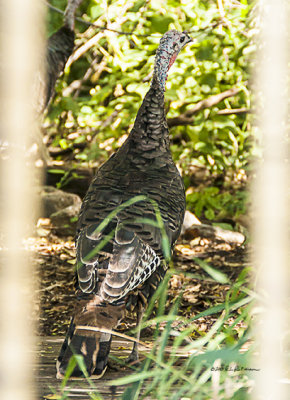 There was a flock of turkeys but this was the only one not in the thick bush. Still I had to shoot it thru a couple of uprights.
An image may be purchased at http://edward-peterson.artistwebsites.com/featured/turkey-november-dinner-edward-peterson.html